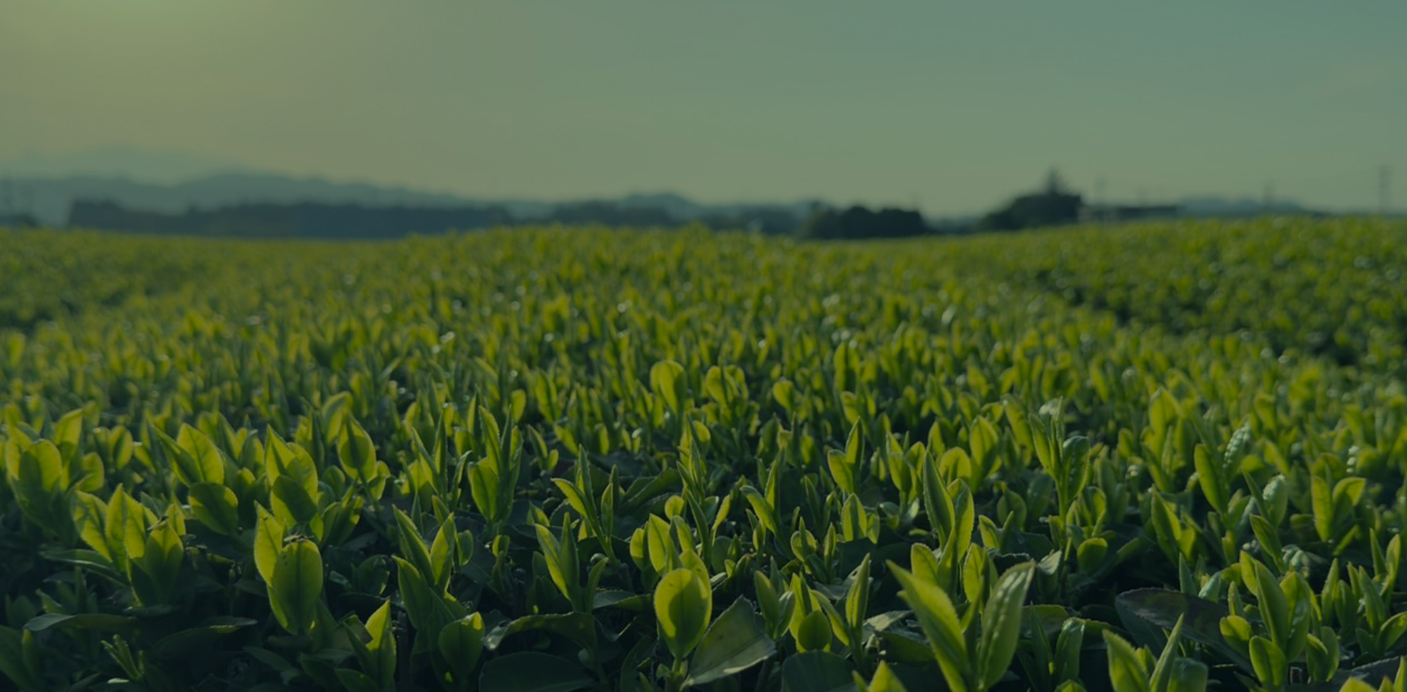 有限会社盛政製茶から心に残る一杯を