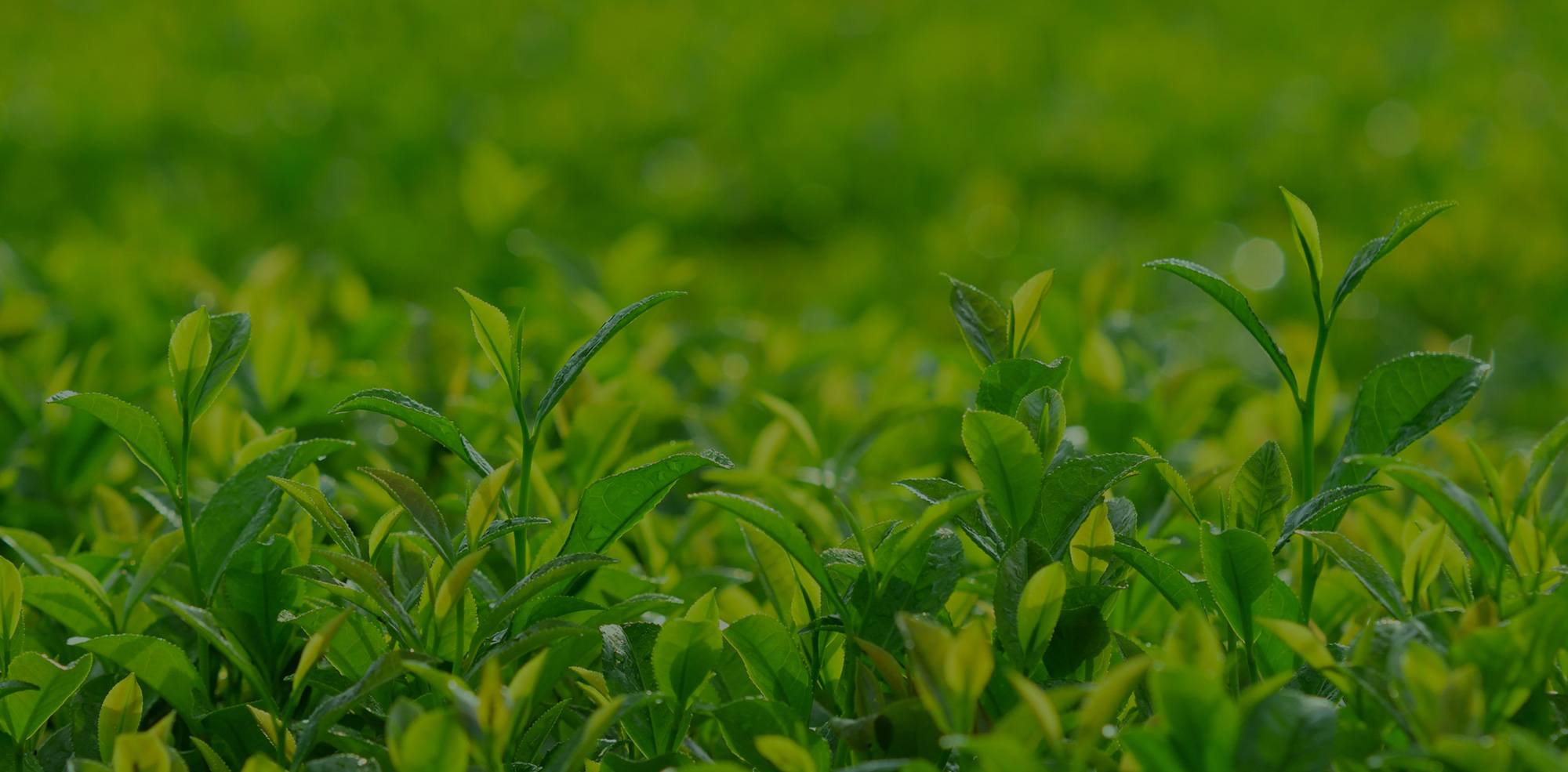 有限会社盛政製茶から心に残る一杯を